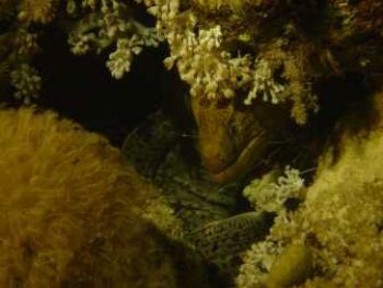 Moray Eel w/h shrimp taken on a night dive in southern Egypt by Silvio Oliviero 